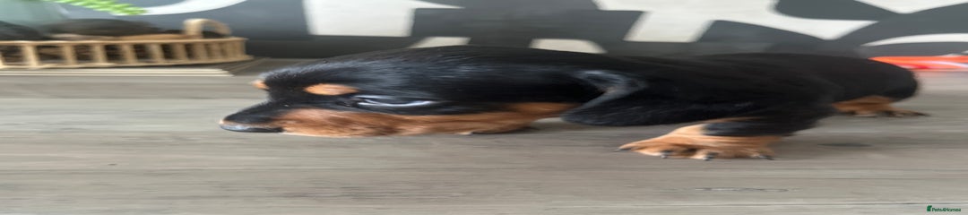 Dachshund Puppy 2