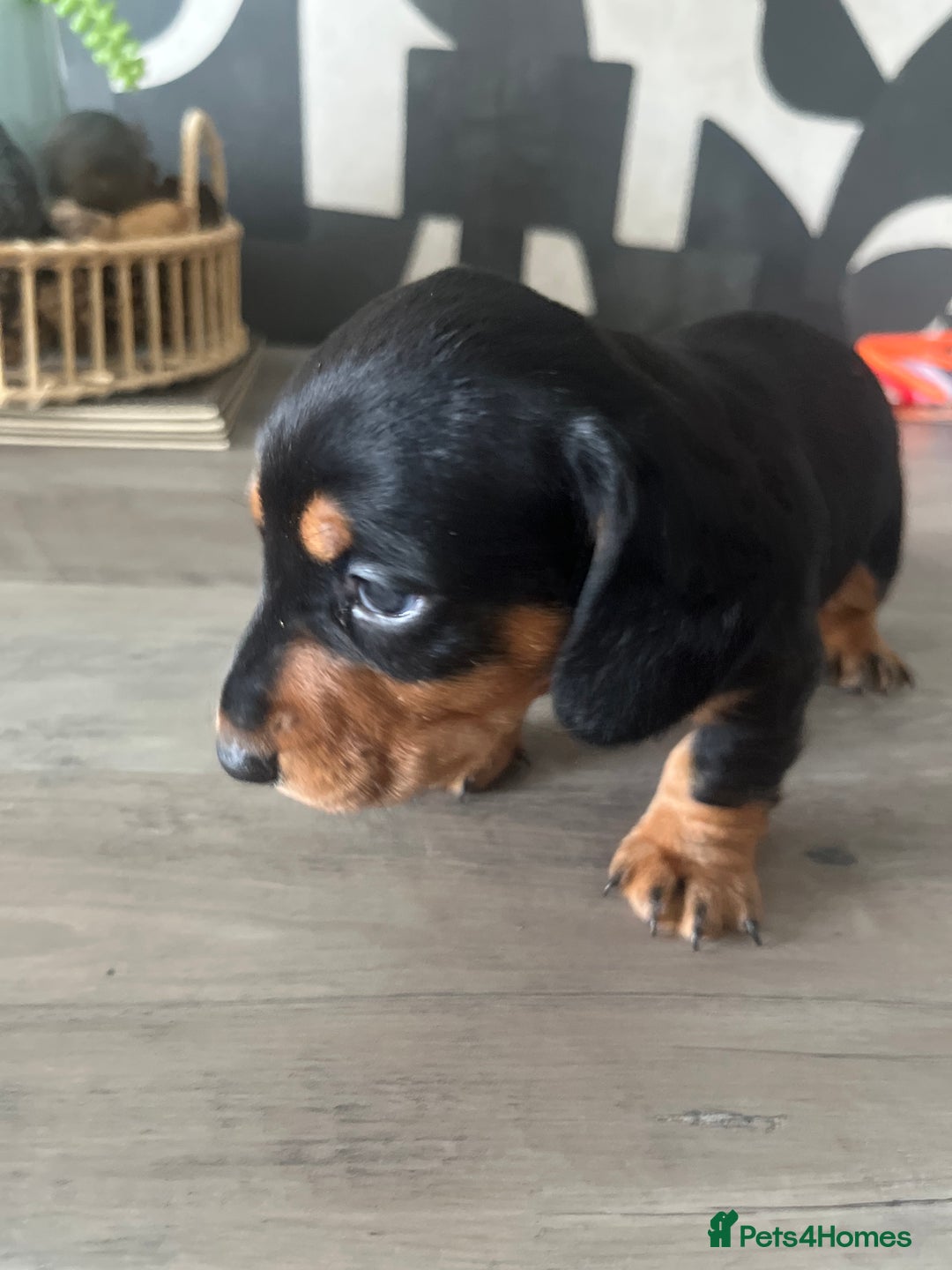 Dachshund dogs for sale: Miniature dachshunds  - Image 13