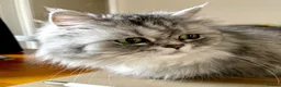 Persian cats for sale: 2 Female Persian Cats  - Advert 5