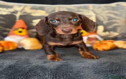 Miniature Dachshund dogs for sale: 🩷 Adorable Miniature Dachshund Puppies💙 - Image 2