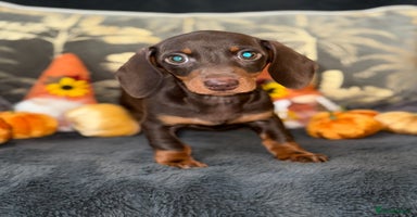 Miniature Dachshund dogs - Advert 14