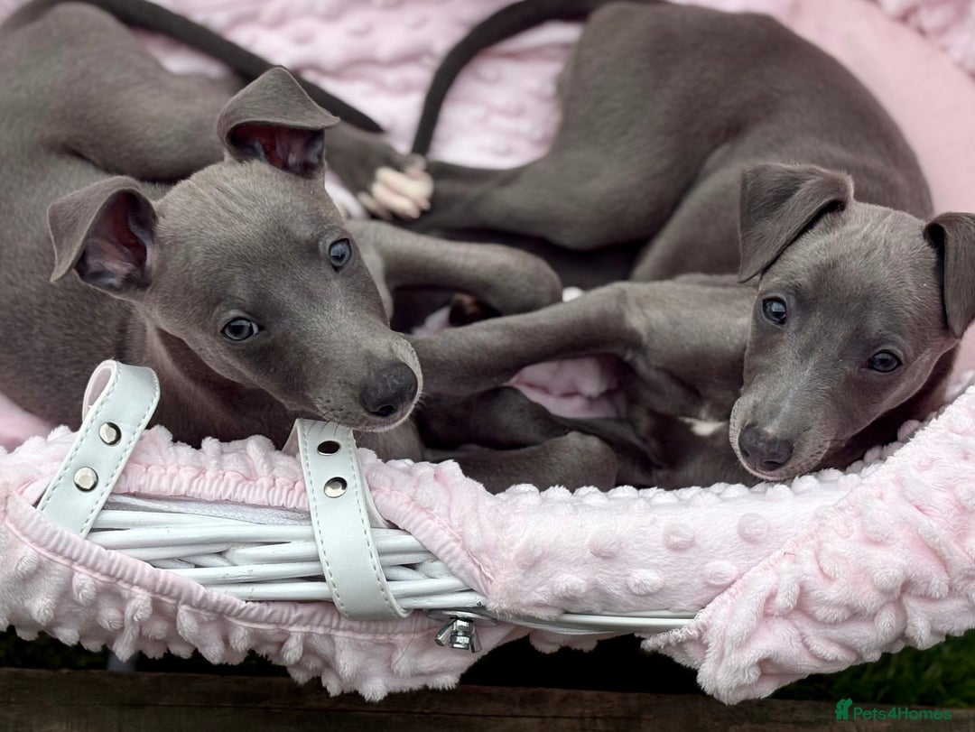 Whippet dogs for sale: Whippet x Italian Greyhound Puppies in Accrington - Image 2