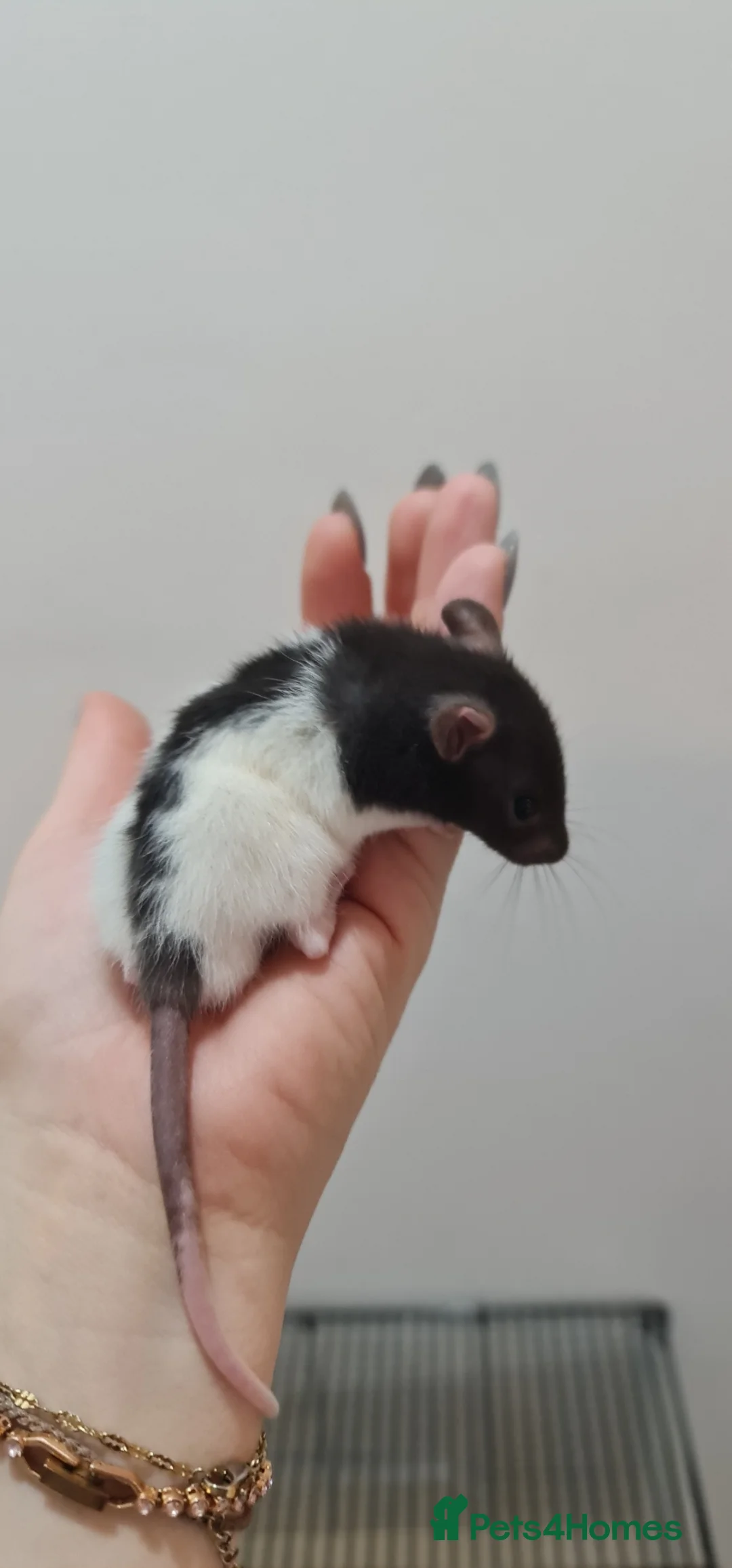 Rat rodents for sale: Baby rats looking for forever loved home  - Advert 2