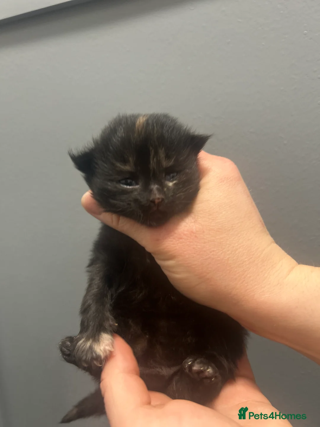 Mixed Breed cats for sale: Gorgeous kittens - Advert 2