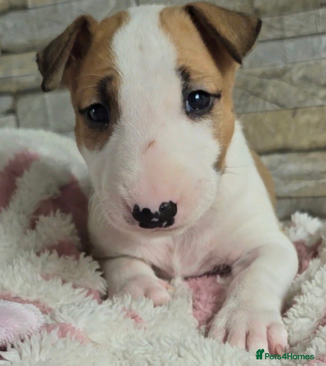 English Bull Terrier dogs for sale: Top Quality health tested champions lines - Image 10