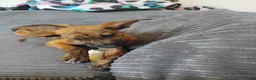 Mixed Breed dogs for sale: Beautiful Malinois cross German shepherd  - Advert 2