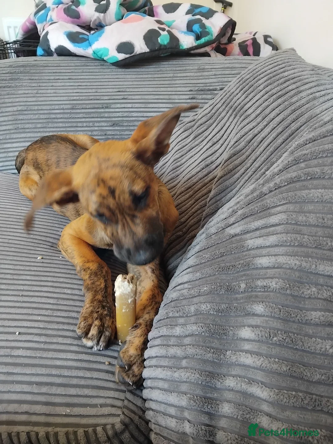 Mixed Breed dogs for sale: Beautiful Malinois cross German shepherd  - Advert 2