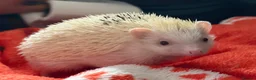 Pygmy Hedgehog rodents for sale: Albino Pygmy hedgehog in Shanklin - Advert 2