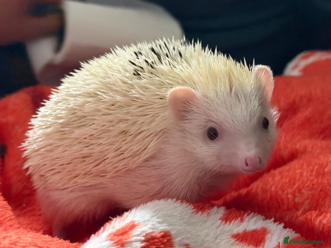 Pygmy Hedgehog rodents for sale: Albino Pygmy hedgehog in Shanklin - Advert 2