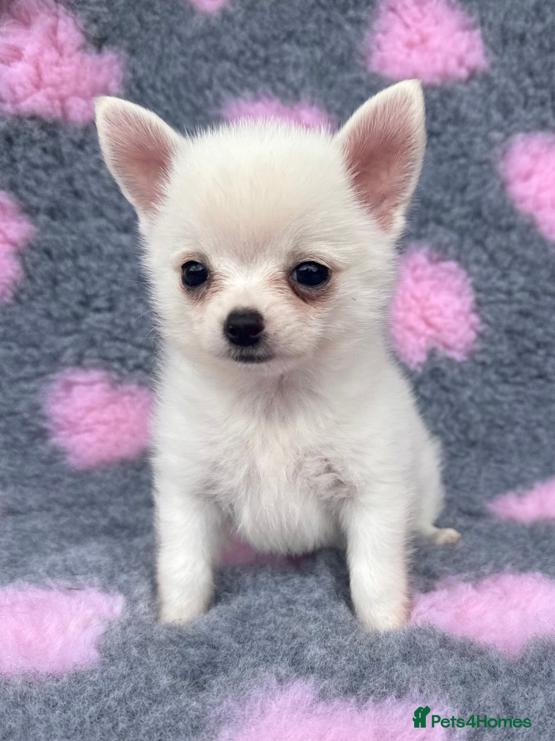 Pomchi dogs for sale: Super TINY white chihuahua x Korean Pom READY NOW - Image 6