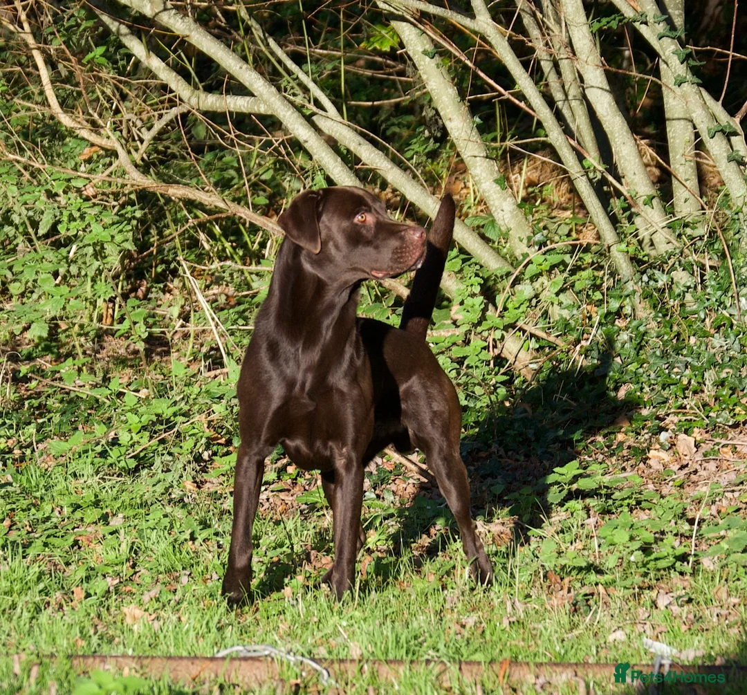 Labrador Retriever dogs for stud: Chocolate Labrador stud 0/0 hips and elbows - Advert 2