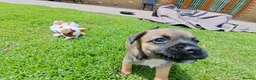 Border Terrier dogs for sale:  Border terrier puppies  in Gravesend - Advert 5