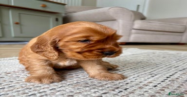 Cocker Spaniel dogs - Advert 6
