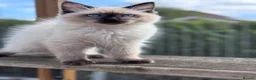 Ragdoll cats for sale: Ragkins Registered pedigree Ragdoll kittens  - Advert 4