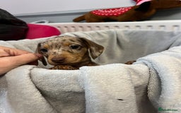 Miniature Dachshund dogs for sale: Stunning miniature dachshund puppies  - Image 9