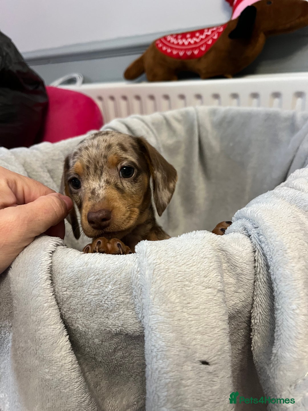 Miniature Dachshund dogs for sale: Stunning miniature dachshund puppies  - Image 9