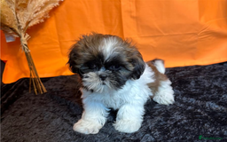 Shih Tzu dogs for sale: Adorable Shih Tzu Puppies – Ready for Loving Homes - Image 9