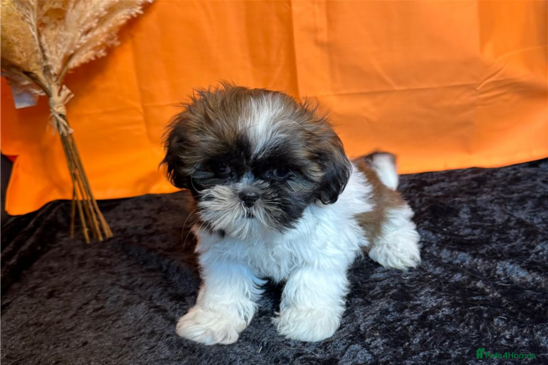 Shih Tzu dogs for sale: Adorable Shih Tzu Puppies – Ready for Loving Homes - Image 9