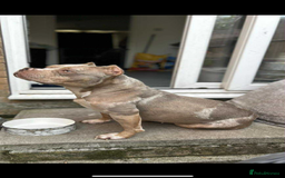 American Bully dogs for sale: Pocket Bully Pups - Advert 10