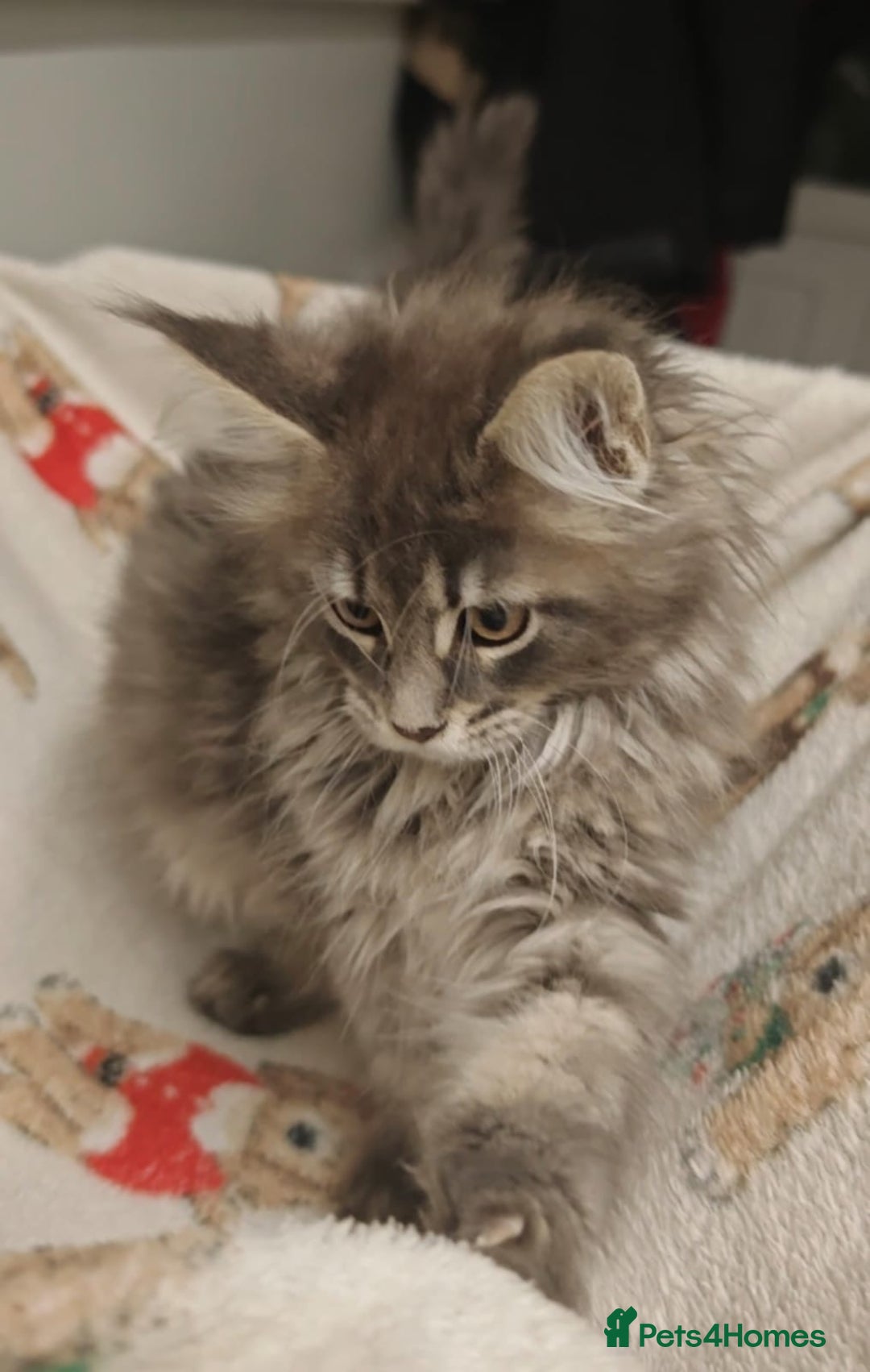 Maine Coon cats for sale: Beautiful Maine coon kittens - Image 20