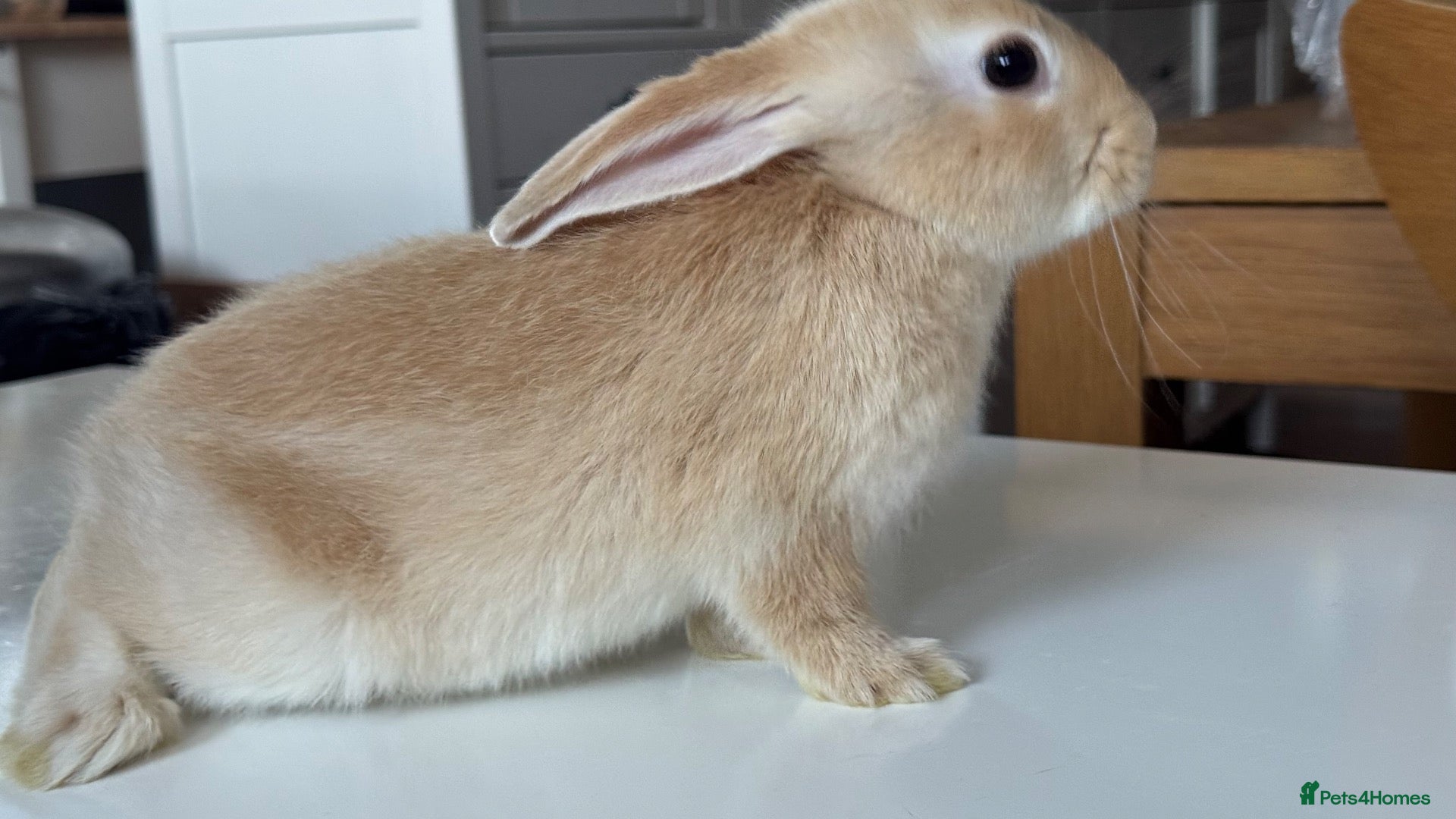 Mixed Breed rabbits Stunning, Hand-Reared Bunnies Seeking Forever home - Advert 1