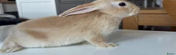 Mixed Breed rabbits for sale: Stunning, Hand-Reared Bunnies Seeking Forever home - Advert 1