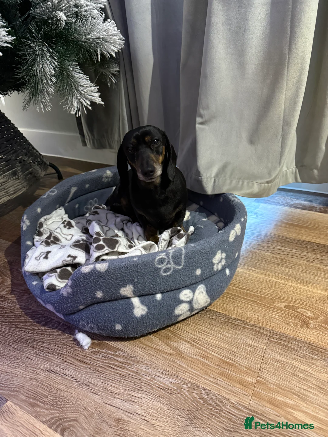 Dachshund dogs for sale: Daxie - Advert 2