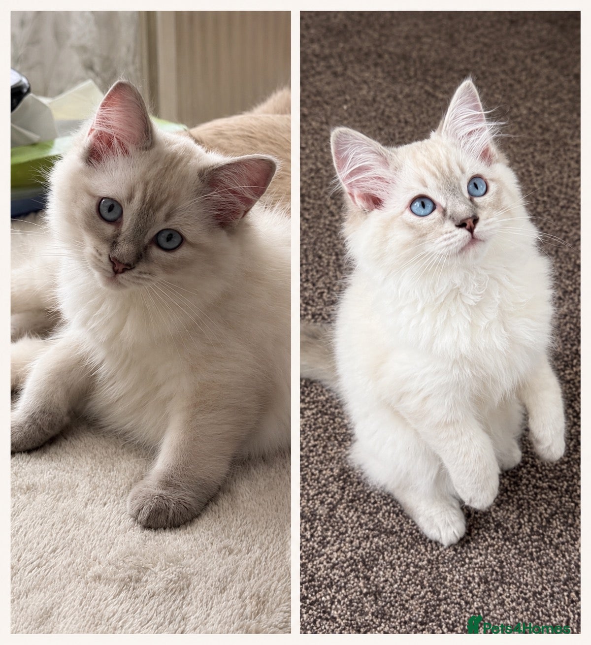 Ragdoll cats 2 TABBY GIRLS ARE AVAILABLE!! Ragdoll for sale !  - Advert 1
