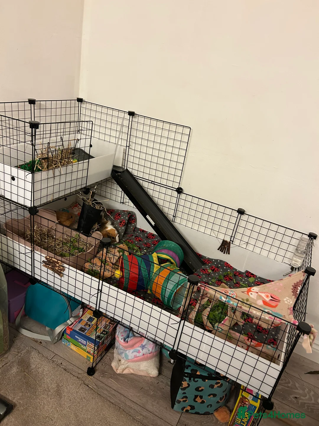 Guinea Pig rodents for sale: 1 year old bonded girls with housing set up  - Advert 2