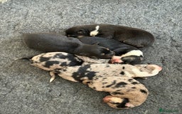 Mixed Breed dogs for sale: Blue Merle collie x Huntaway /collie pups - Image 1