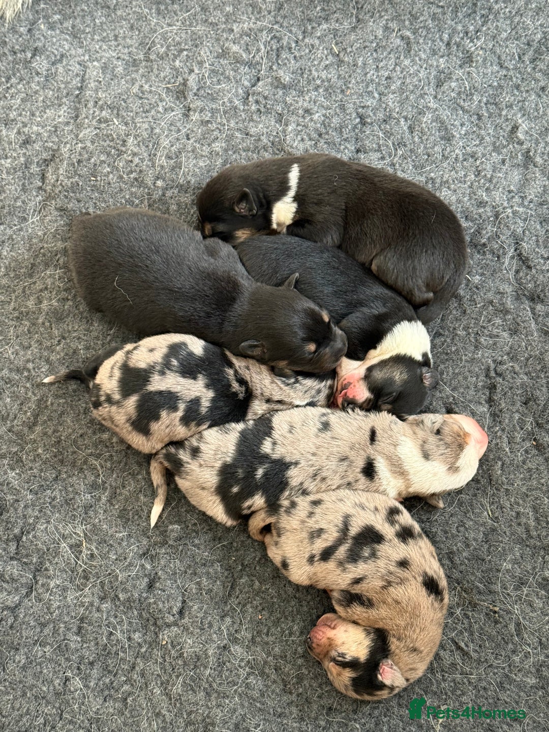Mixed Breed dogs for sale: Blue Merle collie x Huntaway /collie pups - Image 1