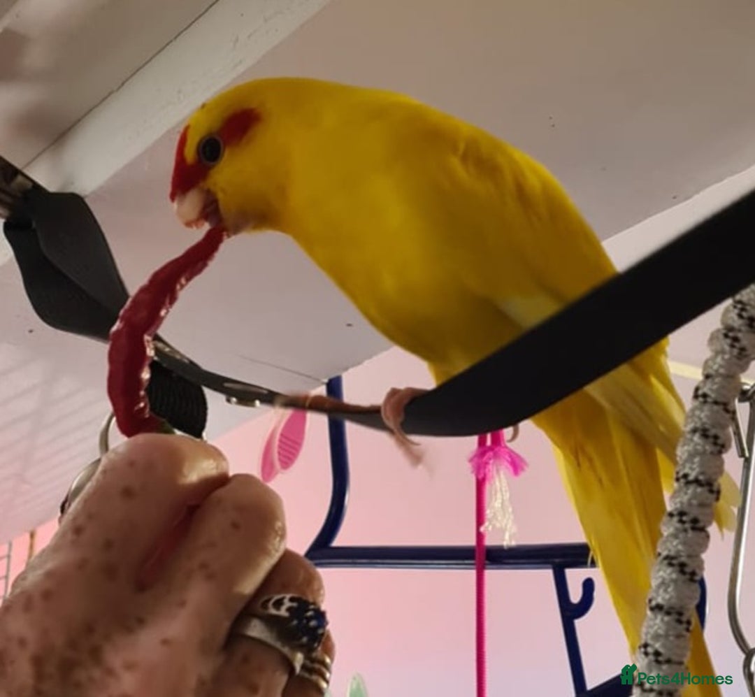 Parakeets birds for sale: Kakariki's x3 Males dna'd Kakariki's  - Advert 30