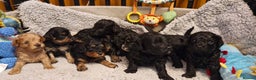 Cavapoo dogs for sale: Gorgeous F1b Cavapoo puppys Health tested parents  - Advert 16