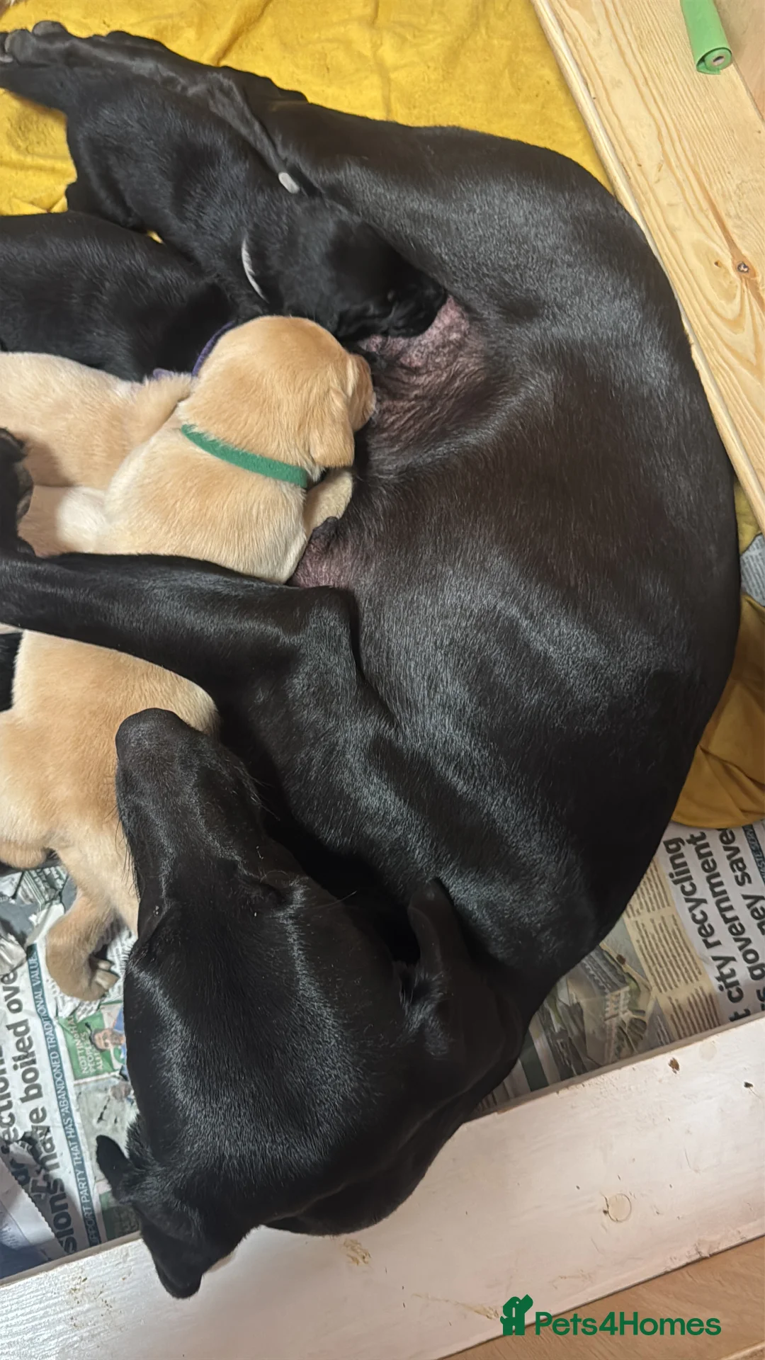 Labrador Retriever dogs for sale: Beautiful lab puppies in Auchterarder - Advert 2