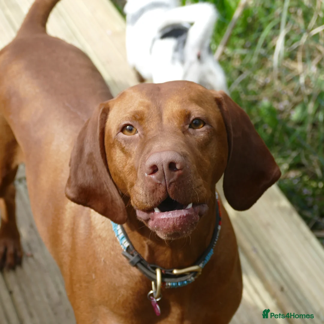 Hungarian Vizsla dogs for sale: Hungarian Vizsla Puppies For Sale - Advert 1
