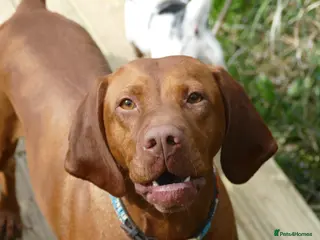 Hungarian Vizsla dogs Hungarian Vizsla Puppies For Sale - Advert 1