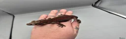 Gecko reptiles for sale: Proven breeder Red striped gargoyle gecko - Advert 10