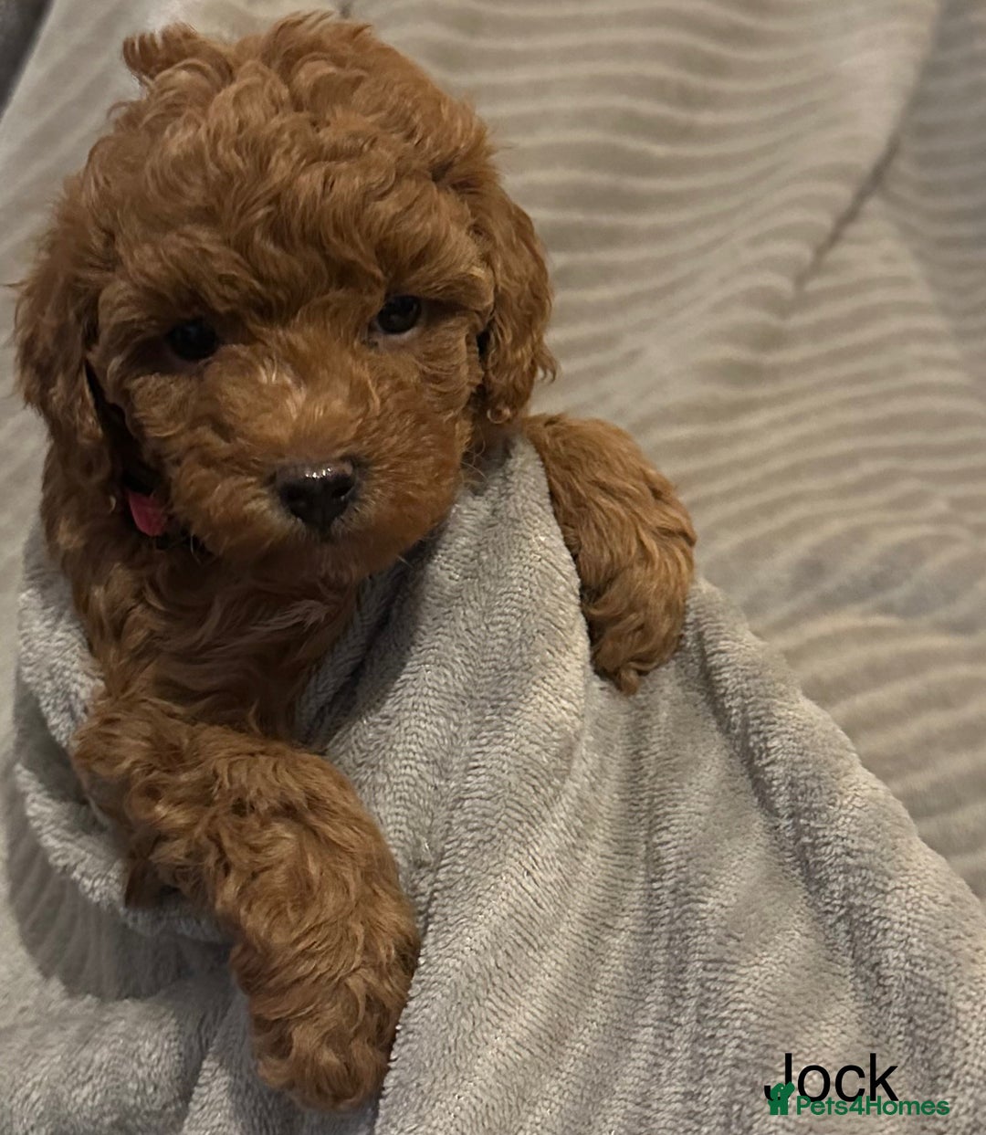 Cavapoo dogs for sale: 1 boy left! Ready 11th December Red F1BB Cavapoo   - Advert 12