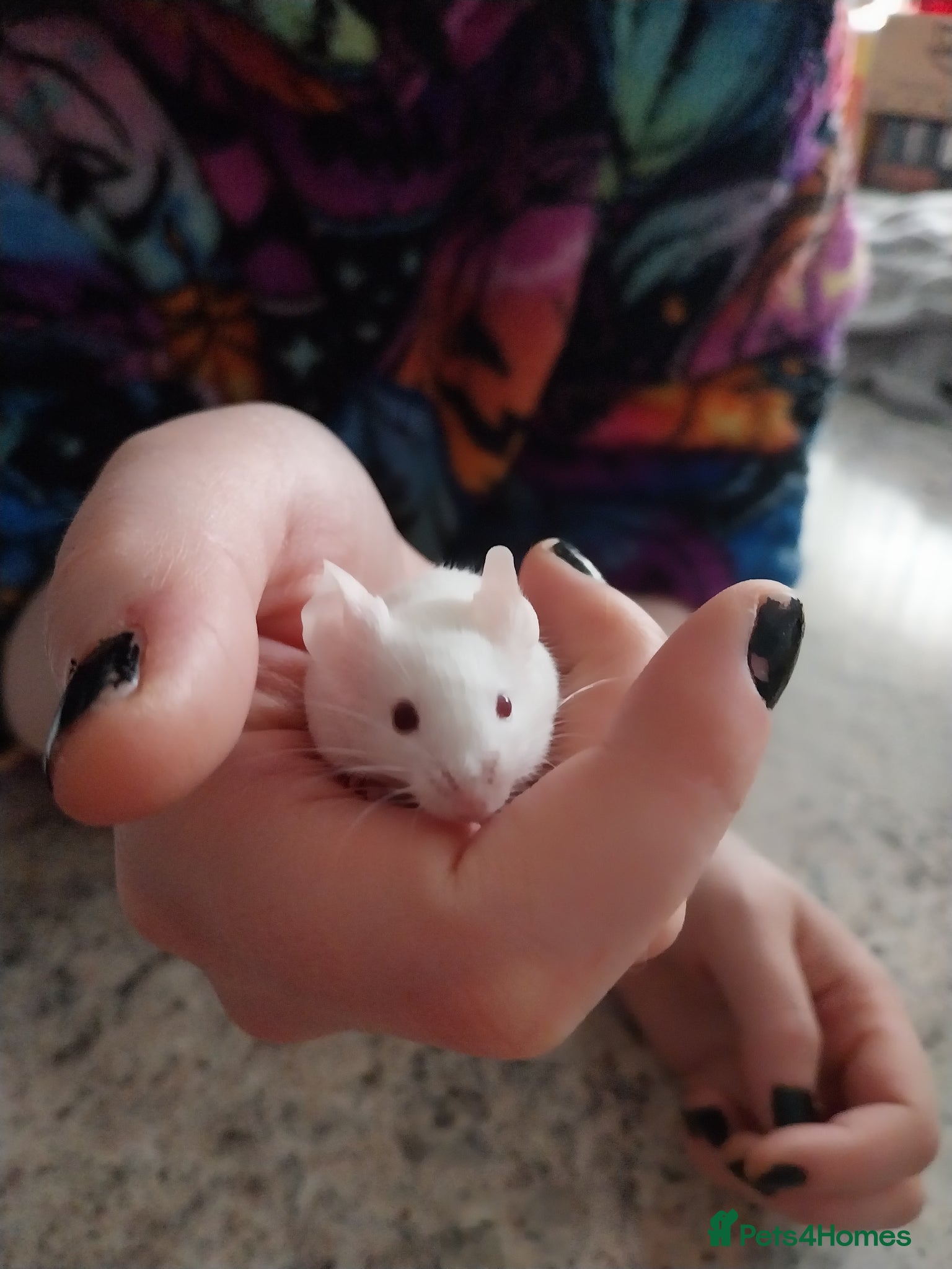 Mouse rodents 4 mice for £10 - Advert 1