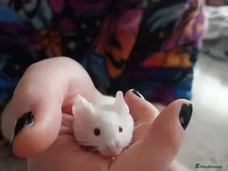 Mouse rodents 4 mice for £10 - Advert 1