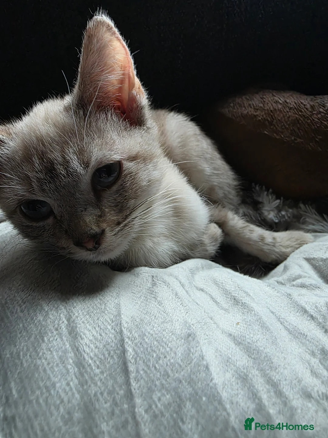 Mixed Breed cats for sale: Snow bengal x kittens ready now - Advert 13