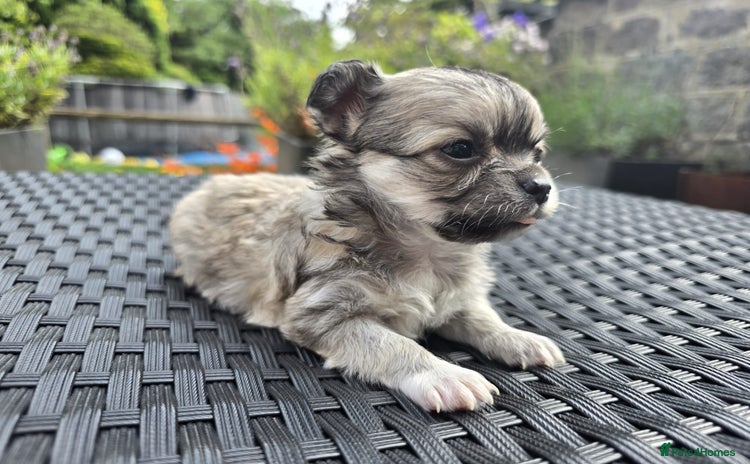 Chihuahua dogs - Advert 4