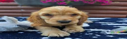 Cocker Spaniel dogs for sale: Show type Cocker spaniels  - Advert 18