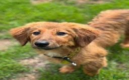 Mixed Breed dogs for adoption: MAGGIE -Friendly girl/4 months/loves dogs & kids - Image 2