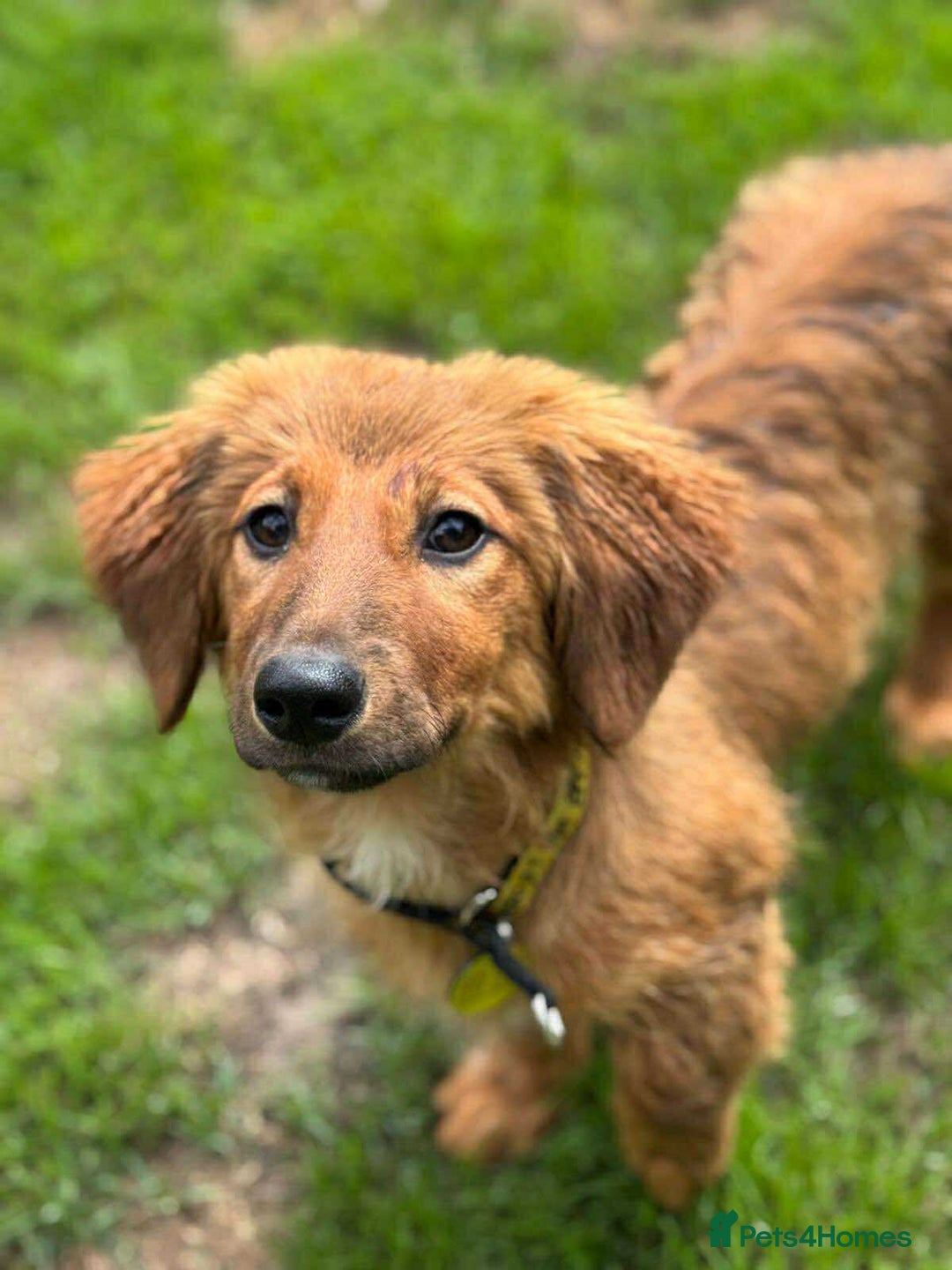 Mixed Breed dogs for adoption: MAGGIE -Friendly girl/4 months/loves dogs & kids - Image 2