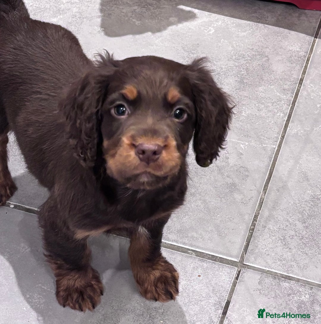 Cocker Spaniel dogs for sale: Working cocker spaniel now ready - Advert 15