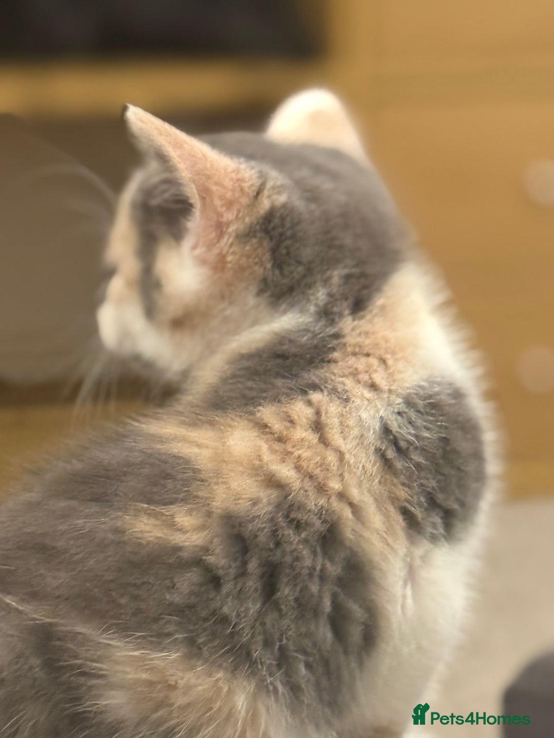 Mixed Breed cats for sale: 🤩🤩 10 beautifull fur babies 🤩🤩 - Advert 17