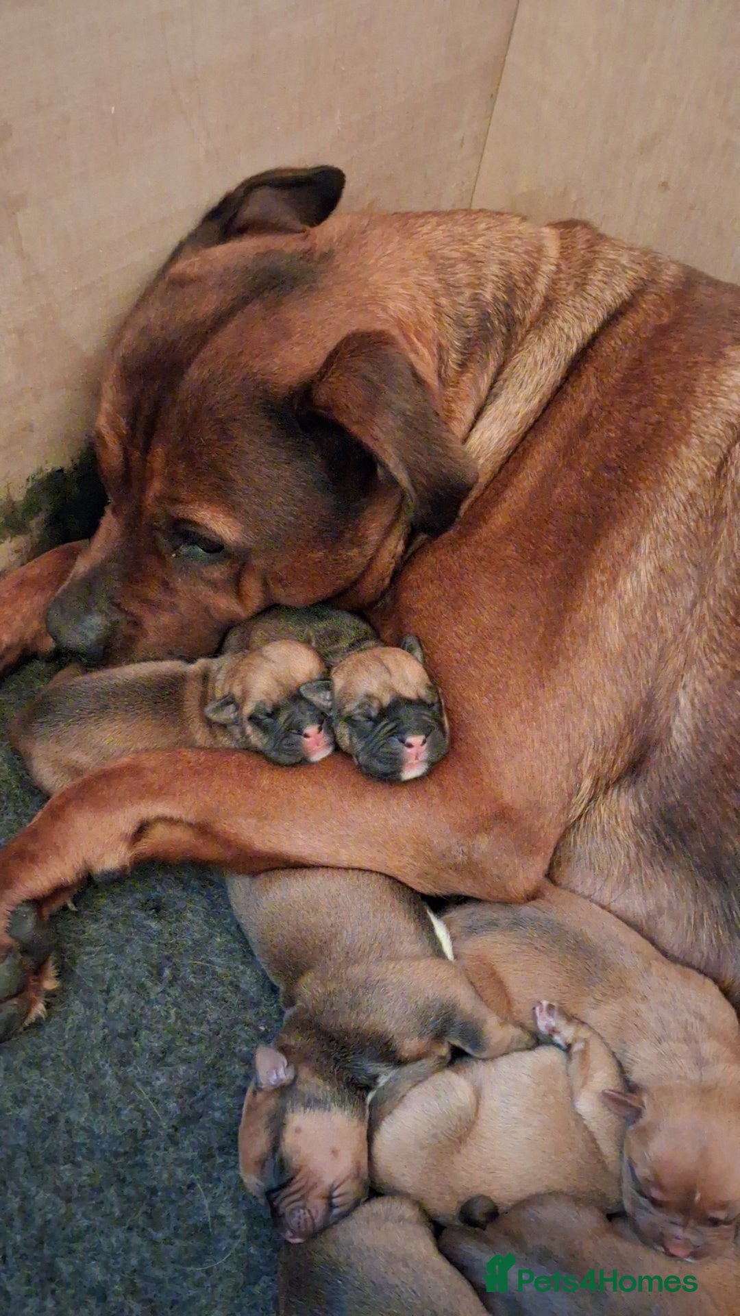 Mixed Breed dogs for sale: Beautiful chunky pups  - Advert 17