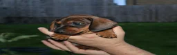 Dachshund dogs for sale: 7 dachshund pups for sale in Bradford - Advert 28