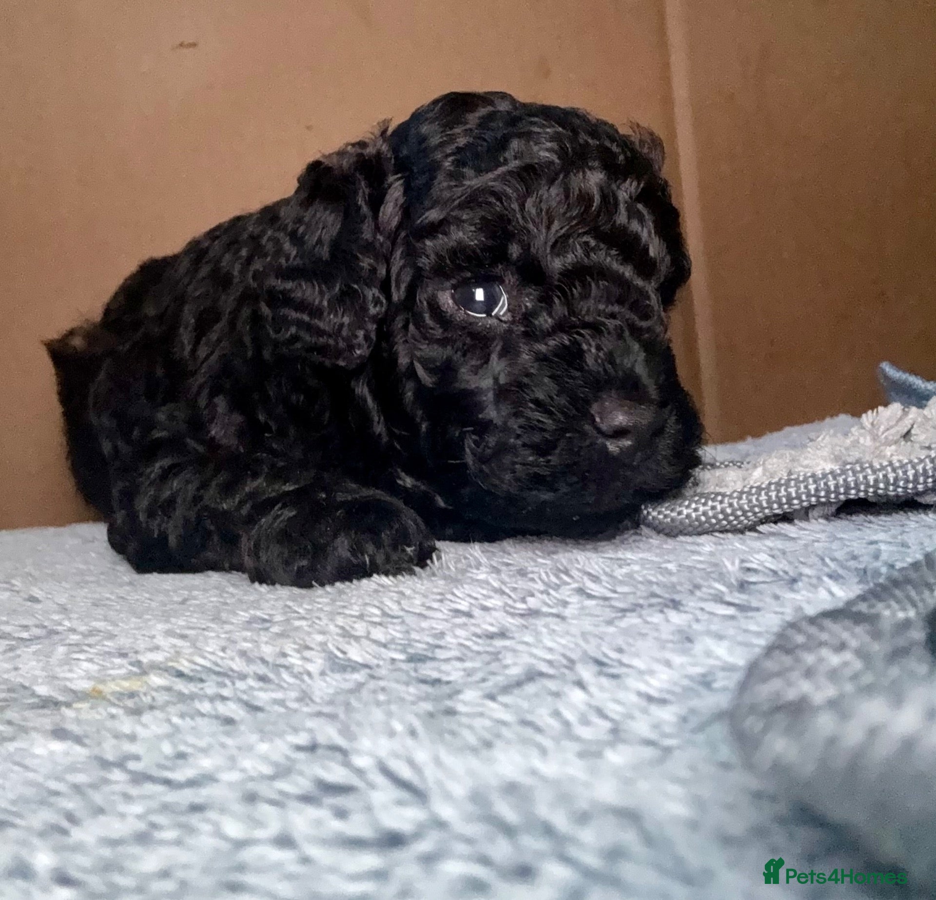 Toy Poodle dogs Purebred Toy Poodles🐾 Available to view 16th Oct - Advert 2